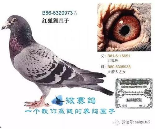 红狐狸视频,揭秘神秘生物的传奇故事