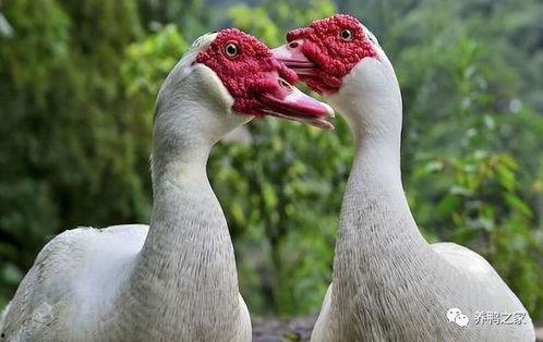 水鸭养殖视频,从孵化到上市